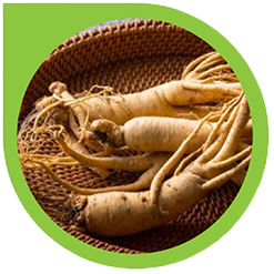 ریشه ها